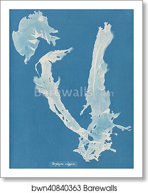 Porphyra vulgaris by Anna Atkins, Art Print