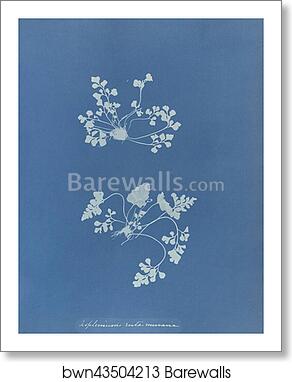 Asplenium ruta muraria, British by Anna Atkins, Art Print