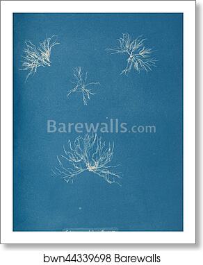 Schizonema helminthosum by Anna Atkins, Art Print