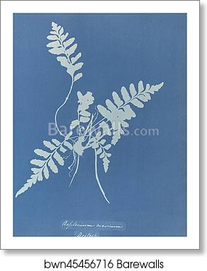Asplenium marinum, British by Anna Atkins, Art Print