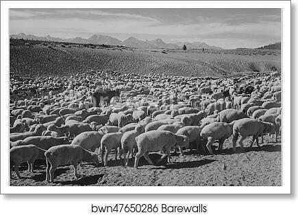 Sheep "Flock in Owens Valley, 1941.".  Photographs of National Parks and Monuments, compiled 1941 - 1942, documenting the period ca. 1933 - 1942 by Ansel Adams (1902-1984), Art Print