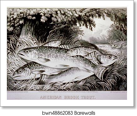 American brook trout. Lithograph by Currier & Ives, Art Print