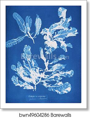 Delesseria sanguinea by Anna Atkins, Art Print