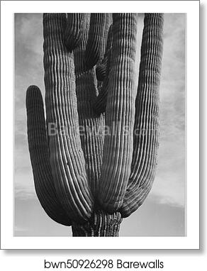 Detail of cactus "Saguaros, Saguro National Monument," Arizona. (Vertical Orientation).  Photographs of National Parks and Monuments, compiled 1941 - 1942, documenting the period ca. 1933 - 1942 by Ansel Adams (1902-1984), Art Print