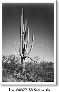 Full view of cactus and surrounding shrubs, "In Saguaro National Monument," Arizona. (Vertical Orientation).  Photographs of National Parks and Monuments, compiled 1941 - 1942, documenting the period ca. 1933 - 1942 by Ansel Adams (1902-1984), Art Print