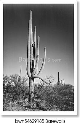 Full view of cactus and surrounding shrubs, "In Saguaro National Monument," Arizona. (Vertical Orientation). Photographs of National Parks and Monuments, compiled 1941 - 1942, documenting the period ca. 1933 - 1942 by Ansel Adams (1902-1984), Art Print Full view of cactus and surrounding shrubs, "In Saguaro National Monument," Arizona. (Vertical Orientation). Photographs of National Parks and Monuments, compiled 1941 - 1942, documenting the period ca. 1933 - 1942 by Ansel Adams (1902-1984), Art Print