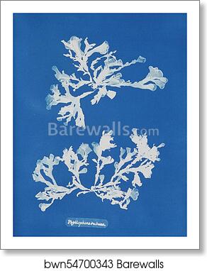 Phyllophora rubens by Anna Atkins, Art Print