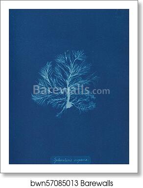 Sphacelaria scoparia by Anna Atkins, Art Print