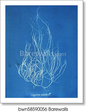 Gigartina acicularis by Anna Atkins, Art Print