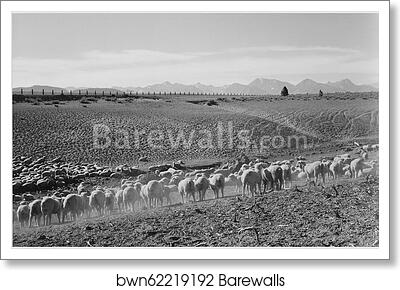 Flock in Owens Valley, California, 1941.. Photographs of National Parks and Monuments, compiled 1941 - 1942, documenting the period ca. 1933 - 1942 by Ansel Adams (1902-1984), Art Print Flock in Owens Valley, California, 1941.. Photographs of National Parks and Monuments, compiled 1941 - 1942, documenting the period ca. 1933 - 1942 by Ansel Adams (1902-1984), Art Print