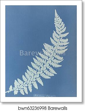Aspidium lobatum, British by Anna Atkins, Art Print