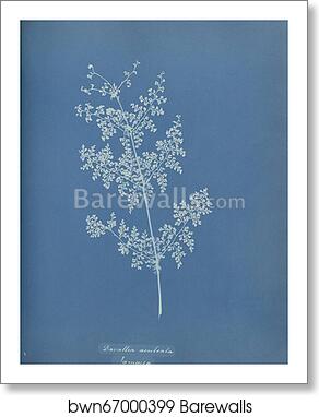 Davallia aeuleata, Jamaica by Anna Atkins, Art Print