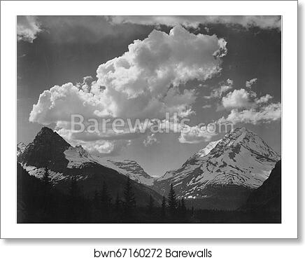 Tops of pine trees, snow covered, "In Glacier National Park," Montana.  Photographs of National Parks and Monuments, compiled 1941 - 1942, documenting the period ca. 1933 - 1942 by Ansel Adams (1902-1984), Art Print