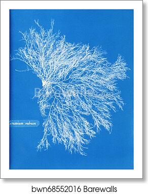 Ceramium rubrum by Anna Atkins, Art Print