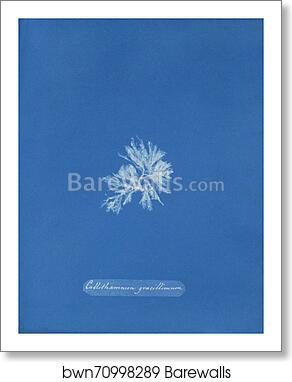 Callithamnion gracillimum [loose plate] by Anna Atkins, Art Print