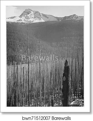 Pine trees, snow covered mountains in background, "Burned area, Glacier National Park," Montana. (vertical orientation). Photographs of National Parks and Monuments, compiled 1941 - 1942, documenting the period ca. 1933 - 1942 by Ansel Adams (1902-1984), Art Print Pine trees, snow covered mountains in background, "Burned area, Glacier National Park," Montana. (vertical orientation). Photographs of National Parks and Monuments, compiled 1941 - 1942, documenting the period ca. 1933 - 1942 by Ansel Adams (1902-1984), Art Print