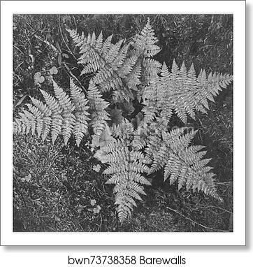 Close-up of ferns, from directly above, "In Glacier National Park," Montana.  Photographs of National Parks and Monuments, compiled 1941 - 1942, documenting the period ca. 1933 - 1942 by Ansel Adams (1902-1984), Art Print