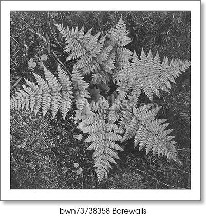 Close-up of ferns, from directly above, "In Glacier National Park," Montana. Photographs of National Parks and Monuments, compiled 1941 - 1942, documenting the period ca. 1933 - 1942 by Ansel Adams (1902-1984), Art Print Close-up of ferns, from directly above, "In Glacier National Park," Montana. Photographs of National Parks and Monuments, compiled 1941 - 1942, documenting the period ca. 1933 - 1942 by Ansel Adams (1902-1984), Art Print