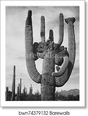 View of cactus and surrounding area "Saguaros, Saguaro National Monument," Arizona. (Vertical Orientation).  Photographs of National Parks and Monuments, compiled 1941 - 1942, documenting the period ca. 1933 - 1942 by Ansel Adams (1902-1984), Art Print