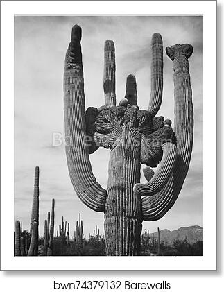View of cactus and surrounding area "Saguaros, Saguaro National Monument," Arizona. (Vertical Orientation). Photographs of National Parks and Monuments, compiled 1941 - 1942, documenting the period ca. 1933 - 1942 by Ansel Adams (1902-1984), Art Print View of cactus and surrounding area "Saguaros, Saguaro National Monument," Arizona. (Vertical Orientation). Photographs of National Parks and Monuments, compiled 1941 - 1942, documenting the period ca. 1933 - 1942 by Ansel Adams (1902-1984), Art Print