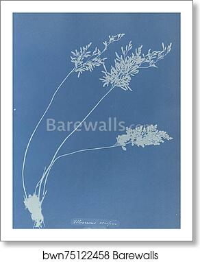 Allosorus crispus, British by Anna Atkins, Art Print