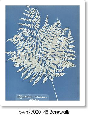 Polypodium crenatum, Norway by Anna Atkins, Art Print