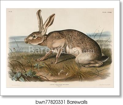 Texian Hare (Lepus Texianus) by John Woodhouse Audubon, Art Print Texian Hare (Lepus Texianus) by John Woodhouse Audubon, Art Print