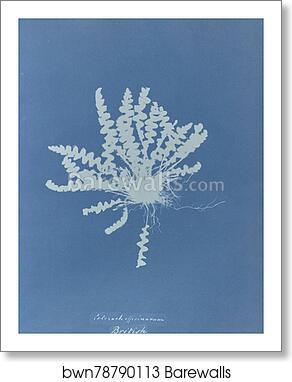 Ceterach officinarum, British by Anna Atkins, Art Print
