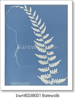 Asplenium radicans, Jamaica by Anna Atkins, Art Print