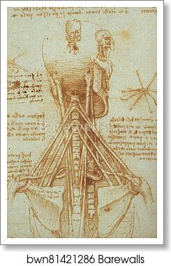 Anatomy of the Neck by Leonardo Da Vinci, Art Print