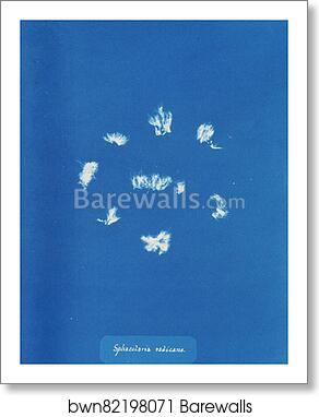 Sphacelaria radicans by Anna Atkins, Art Print