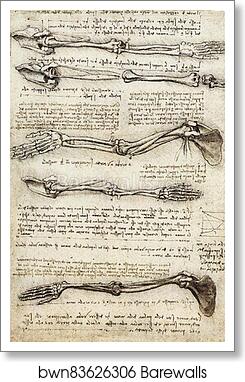 Studies of the Arm showing the Movements made by Biceps, c. 1510 by Leonardo Da Vinci, Art Print