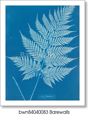 New Zealand by Anna Atkins, Art Print
