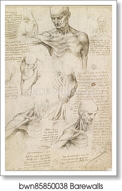 Superficial anatomy of the shoulder and neck (recto) by Leonardo Da Vinci, Art Print