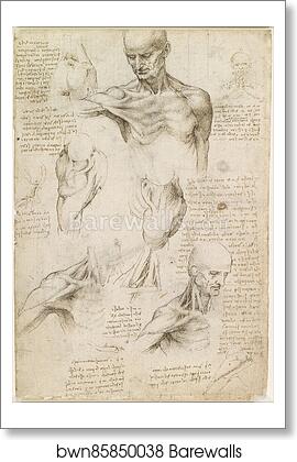 Superficial anatomy of the shoulder and neck (recto) by Leonardo Da Vinci, Art Print Superficial anatomy of the shoulder and neck (recto) by Leonardo Da Vinci, Art Print