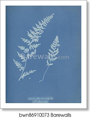 Cheilanthes microphylla, N. America by Anna Atkins, Art Print Cheilanthes microphylla, N. America by Anna Atkins, Art Print