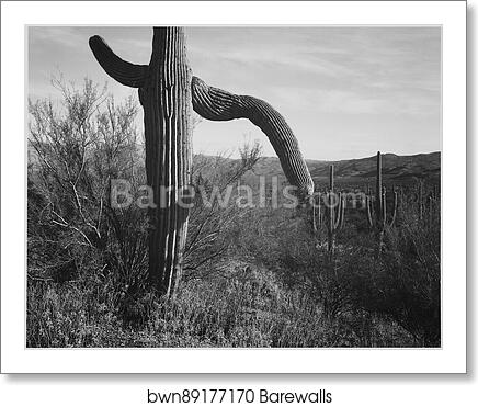 Cactus at left and surroundings, "Saguaro National Monument," Arizona.  Photographs of National Parks and Monuments, compiled 1941 - 1942, documenting the period ca. 1933 - 1942 by Ansel Adams (1902-1984), Art Print