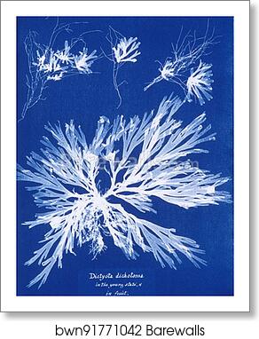 Dictyota dichotoma, in the young state; and in fruit by Anna Atkins, Art Print