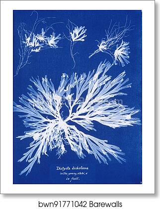 Dictyota dichotoma, in the young state; and in fruit by Anna Atkins, Art Print Dictyota dichotoma, in the young state; and in fruit by Anna Atkins, Art Print