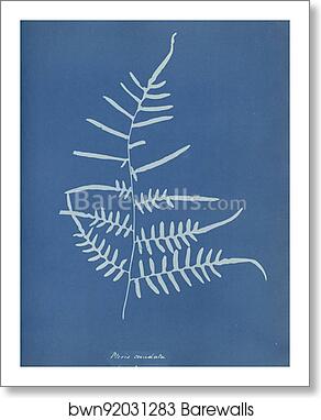 Pteris caudata, N. America by Anna Atkins, Art Print