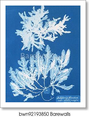 Delesseria Sinuosa va. ciliated margin a. in fruit by Anna Atkins, Art Print Delesseria Sinuosa va. ciliated margin a. in fruit by Anna Atkins, Art Print