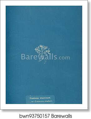 Diatoma marinum, on Ceramium rubrum by Anna Atkins, Art Print Diatoma marinum, on Ceramium rubrum by Anna Atkins, Art Print