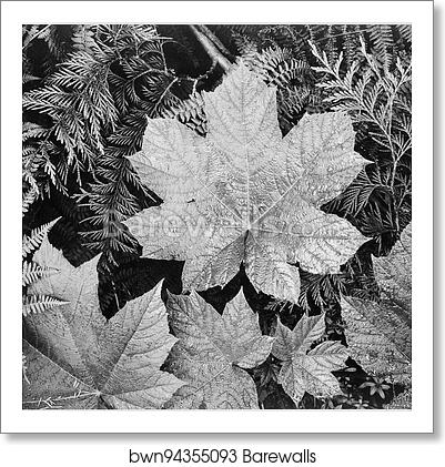 Close-up of leaves, from directly above, "In Glacier National Park," Montana. Photographs of National Parks and Monuments, compiled 1941 - 1942, documenting the period ca. 1933 - 1942 by Ansel Adams (1902-1984), Art Print Close-up of leaves, from directly above, "In Glacier National Park," Montana. Photographs of National Parks and Monuments, compiled 1941 - 1942, documenting the period ca. 1933 - 1942 by Ansel Adams (1902-1984), Art Print