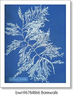 Cystoseira ericoides by Anna Atkins, Art Print