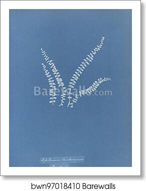 Asplenium trichomanes, British by Anna Atkins, Art Print
