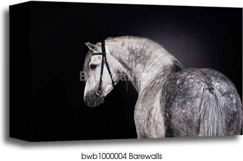 White horse portrait by Alexey Zobov, Canvas Print