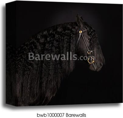 Black horse portrait by Alexey Zobov, Canvas Print