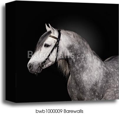 White horse portrait by Alexey Zobov, Canvas Print