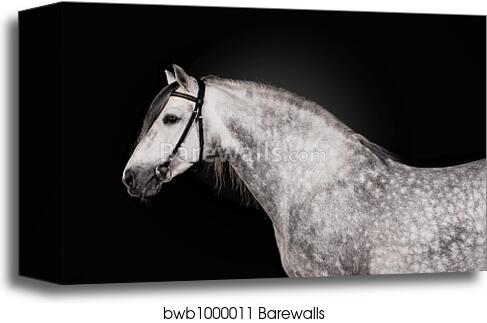 White horse portrait by Alexey Zobov, Canvas Print