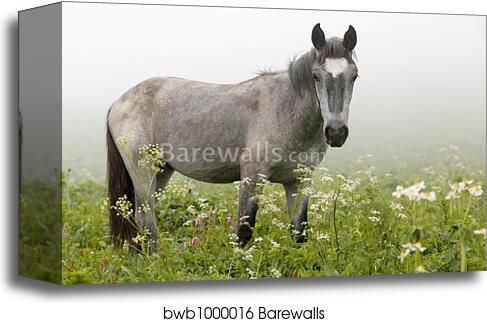 White horse in the meadow by Alexey Zobov, Canvas Print